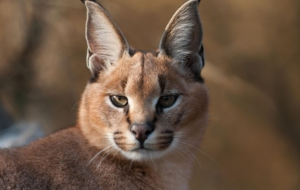 Caracal Background