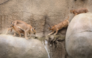 Caracal Computer Backgrounds