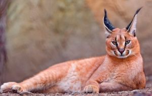 Caracal High Definition