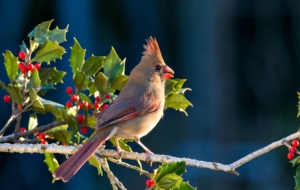 Cardinal Computer Backgrounds