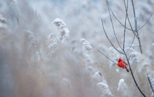 Cardinal Free Download