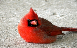 Cardinal HD Desktop