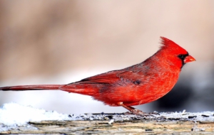 Cardinal HD Wallpaper