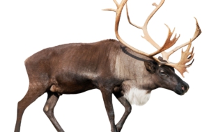 Caribou Computer Wallpaper