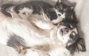 Cat & Dog Desktop Wallpaper