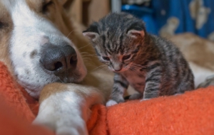 Cat & Dog Free Download