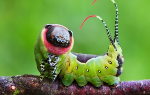 Caterpillar 1080p