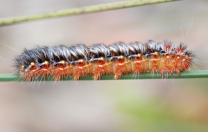 Caterpillar Background