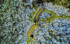 Caterpillar Download