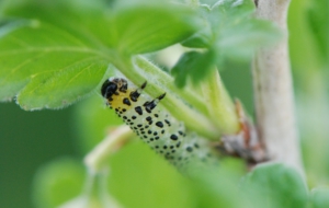 Caterpillar Free Download