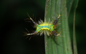 Caterpillar HD