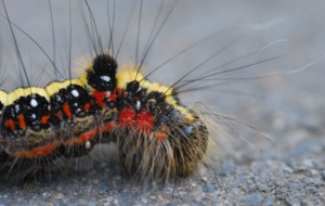 Caterpillar HD Background