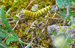 Caterpillar HD Pics