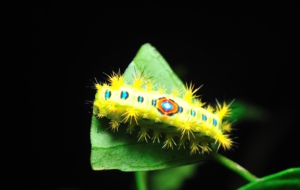 Caterpillar For Desktop