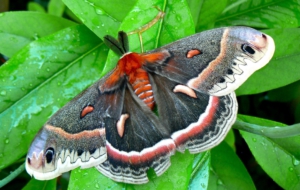 Cecropia Moth Computer Wallpaper