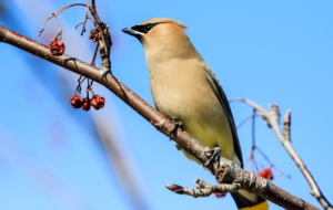 Cedar Waxwing Desktop Wallpaper