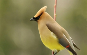 Cedar Waxwing For Desktop Background