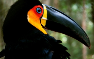 Channel Billed Toucan Computer Wallpaper