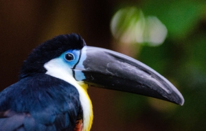 Channel Billed Toucan High Definition Wallpapers