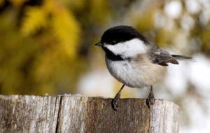Chickadee Computer Wallpaper