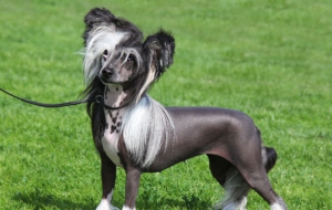 Chinese Crested Dog Computer Backgrounds