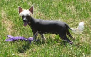 Chinese Crested Dog High Definition Wallpapers