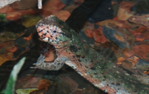 Chinese Crocodile Lizard Background