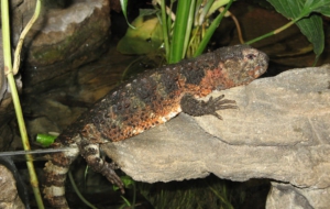 Chinese Crocodile Lizard Computer Wallpaper