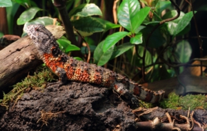 Chinese Crocodile Lizard High Definition Wallpapers