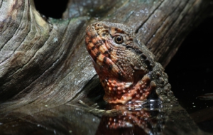 Chinese Crocodile Lizard High Quality Wallpapers