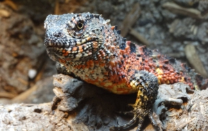 Chinese Crocodile Lizard Photos
