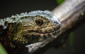 Chinese Crocodile Lizard Pictures