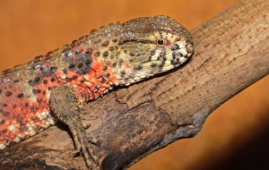 Chinese Crocodile Lizard Wallpaper