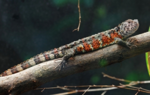 Chinese Crocodile Lizard Wallpapers