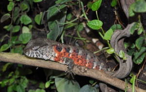 Chinese Crocodile Lizard Wallpapers HD