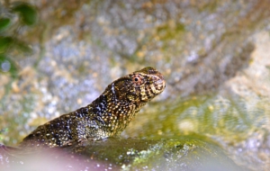 Chinese Crocodile Lizard Widescreen