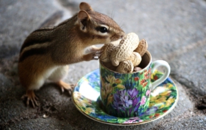 Chipmunk HD Background