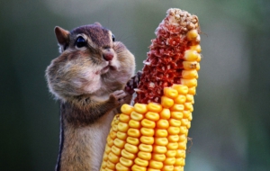 Chipmunk Images