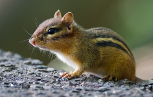 Chipmunk Wallpaper For Computer