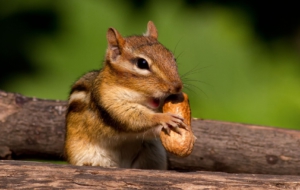 Chipmunk Wallpapers HD