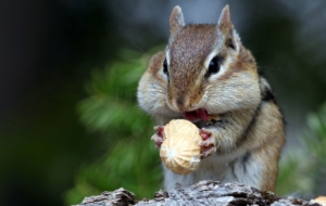Chipmunk Widescreen
