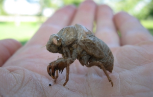 Cicada Computer Wallpaper