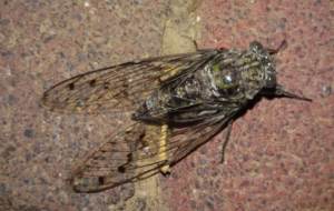 Cicada Desktop Wallpaper