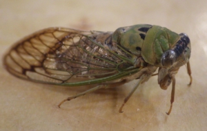 Cicada Free HD Wallpapers