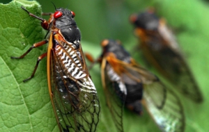Cicada HD