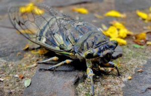 Cicada HD Wallpaper