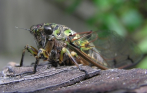 Cicada HD Pics