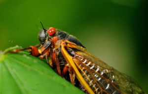 Cicada For Desktop Background