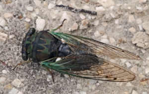 Cicada Free Images