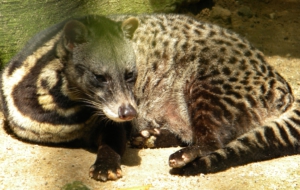 Civet High Definition Wallpapers